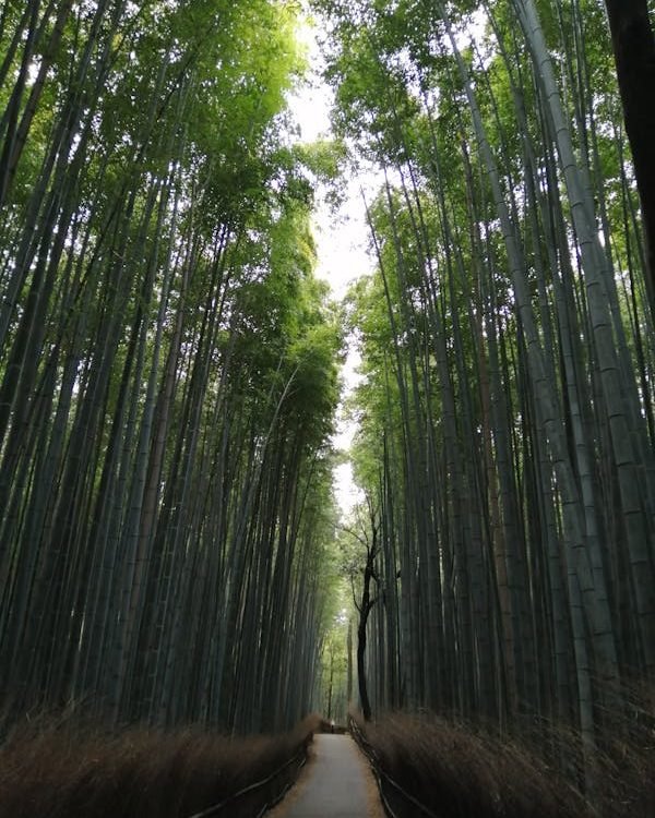 Arashiyama Bamboo Grove, Kyoto japan