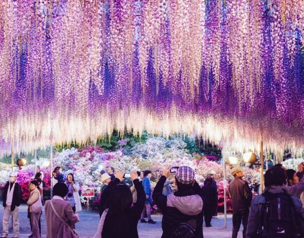 ashikaga-flower-park